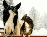 cat-and-horse-in-farm-while-snowing.gif