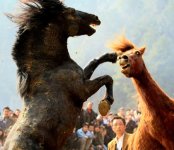 horse-fight-game-china-02.jpg