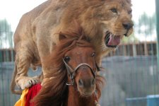 lion-riding-horse.jpg
