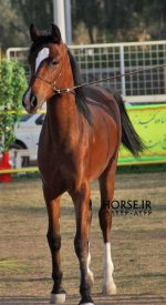 persian asil horse show (12).jpg
