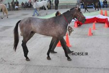 iran turkmen horse (13).jpg