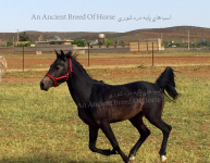 dareshouri foal..jpg.png