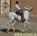 kurdish-horse1.jpg