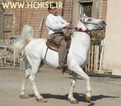 kurdish-horse2.jpg