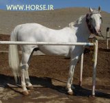 kurdish-horse3.jpg