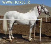 kurdish-horse4.jpg