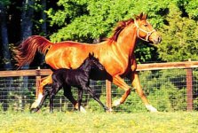 mare & foal 17.jpg