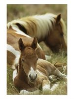 mare & foal 10.jpg