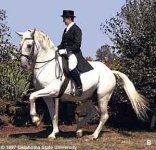 lipizzan.jpg