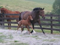 mare & foal 2.jpg