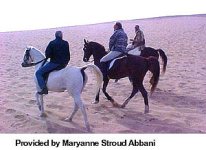 Egyptian-Horse-3.jpg