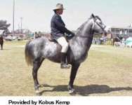 Boer-Horse-1.jpg