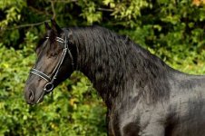 horse 51.jpg