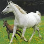 mare & foal 11.jpg