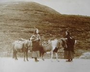 Shetland_ponies_ca_1900.jpg