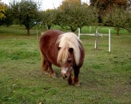 Shetland_Pony.jpg