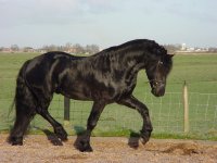 blackhorse.JPG