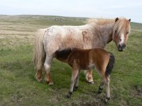 Dartmoor_Ponies.jpg