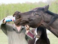 funny pics of horses 17.jpg