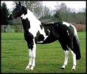 horse 29.jpg