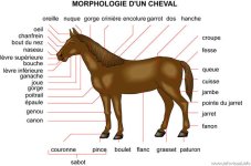 Morphologie cheval.jpg