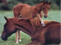 mare & foal 15.jpg