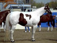 american paint horse.jpg