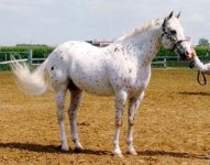 colorado ranger horse.jpg