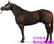 Quarter Horse 1.jpg