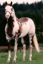 paint horse.jpg