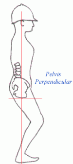 pelvis2.gif