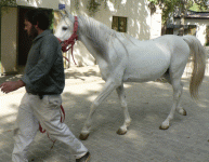 horse161.gif