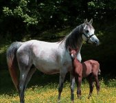 mare & foal 20.jpg