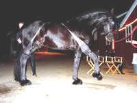 friesian_2_200.jpg