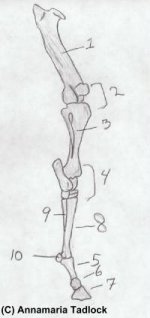 hindleg.jpg