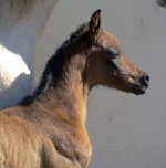 ramino_foal2.jpg