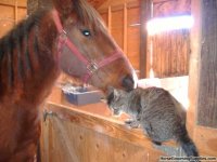 funny pics of horses 25.jpg