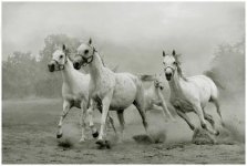 arab-horses-002.jpg