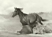 arab-horse-009.jpg