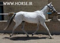 akhal-teke-mare.jpg