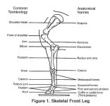 Skeletal Front Leg.JPG