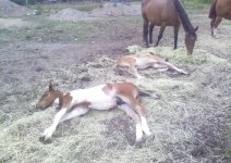 Foal Sleeping.jpg