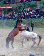 horsesfight1.jpg