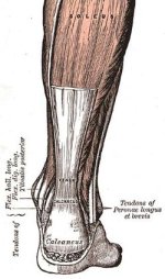 250px-Achilles-tendon.jpg
