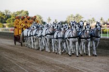 Royal_Cavalry_festival_23-in-hand_Muscat_2009.jpg