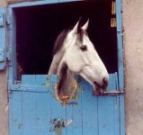 Horse_woodchewing%20(source%20unknown).jpg