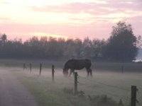 Belgian Draught Horse in Evening Fog.jpg