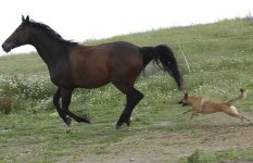 horse-attacked-by-_1012776i.jpg