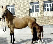gol arezoo and her first colt.jpg