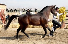 persian-horse-1.jpg